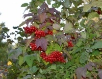 Фото: Юлия Солнце